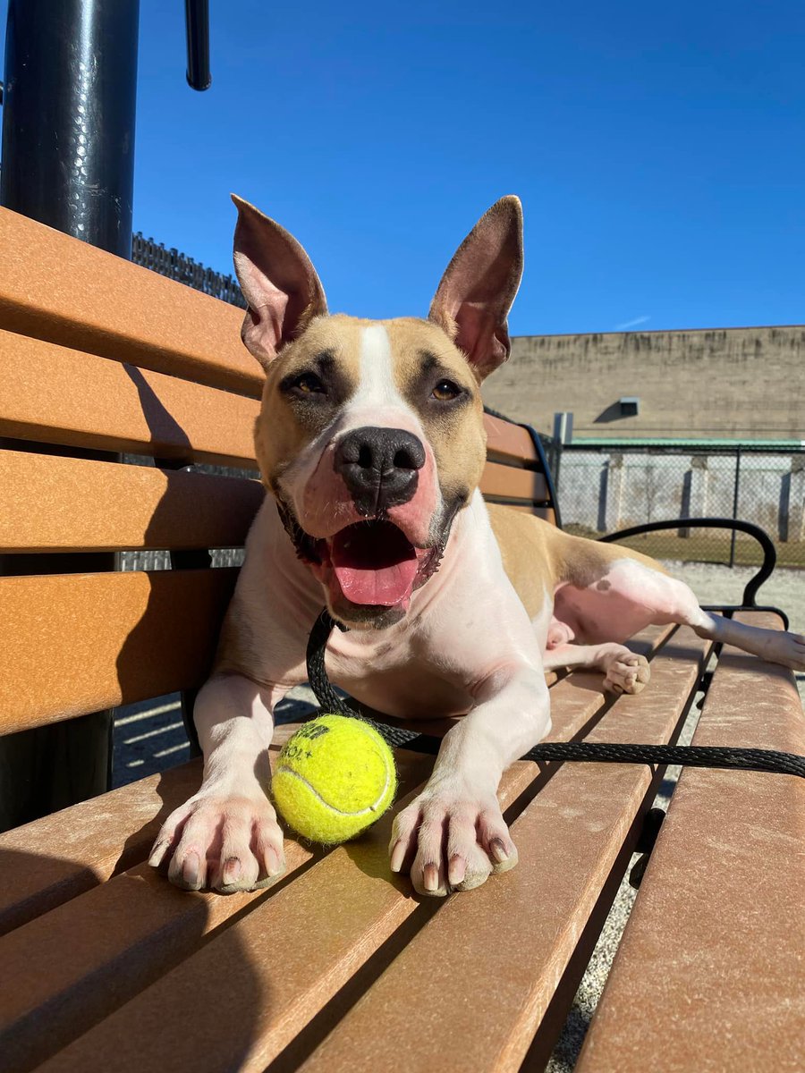 PSPCA's tweet photo. This year marks 3 years of waiting for Paul to find a home. He is a fighter, surviving parvo, but today he’s healthy, playful, and full of love - exactly why he is @new965philly #PetOfTheWeek. Paul is looking for a dog-savvy home where he can be the only pet. Ask about him today! https://t.co/mxvLkdn1GL