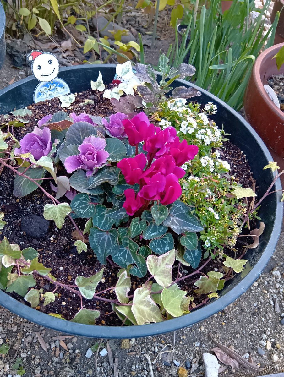 masamasa1's tweet photo. The cyclamens and chrysanthemums in the pot are blooming beautifully. I'm reusing pea sprouts and radish leaves by growing them hydroponically. This is a way to deal with the rising cost of vegetables. Too expensive.
#homegarden
#pottedplants
#peasprouts
#radishleave https://t.co/auVxCQAsZT