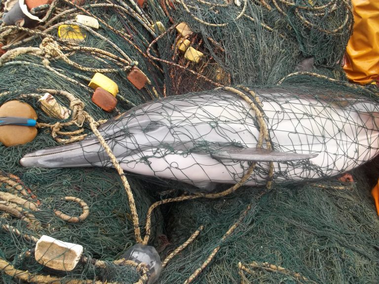 crocutamatata's tweet photo. but when the commercial fishing industry kills 300,000 cetaceans every year as bycatch alone nobody cares...

got it https://t.co/0lWY6FKPfO