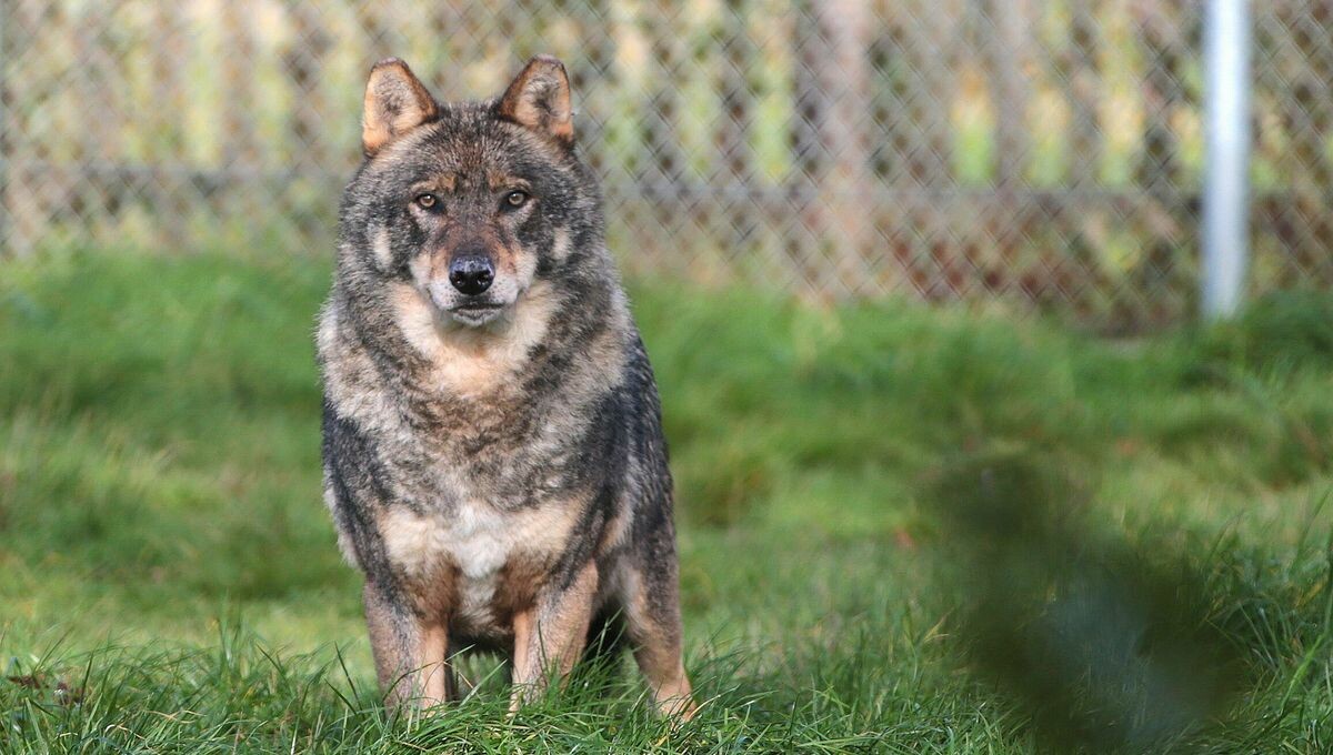 ICI Breizh Izel tweet media