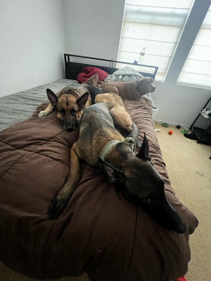 Please help us help Milo (Belgian Mailnois in the front of the photo). Due to no fault of his own, this good boy is looking for his new family. Located in San Diego CA, his owner is desperately trying to find a family that suits him best. Please repost/share to get him seen. If