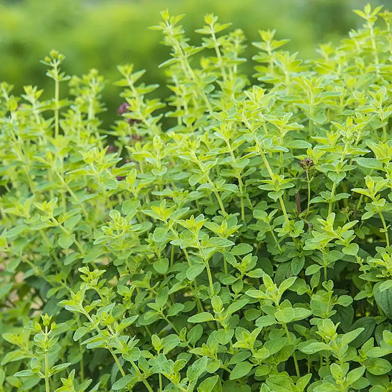 vagaalk's tweet photo. 📷 Grow Your Own Oregano! Fresh, Aromatic Herb Plants Now Available in Nugegoda – Shop Now on https://t.co/QQXQ6egBGx
https://t.co/egHVaY7laV
#oreganoherb #nugegodaplants #vagaalk #homegardening #srilankaherbs #aromaticplants #healthyliving #herblovers #growyourownfood https://t.co/LSKp7MJcQC
