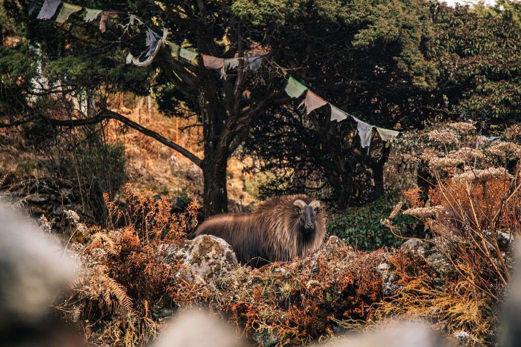 There is more than just mountains in the Himalayas, the region is home to incredible wildlife such as these majestic Himalayan Tahr. This male bull has quite the stature and an impressive mane to suit!
