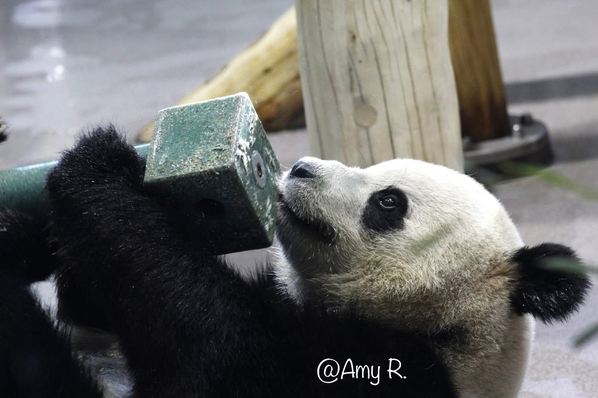 Amy R. 🐬 🐼 🌺 tweet media
