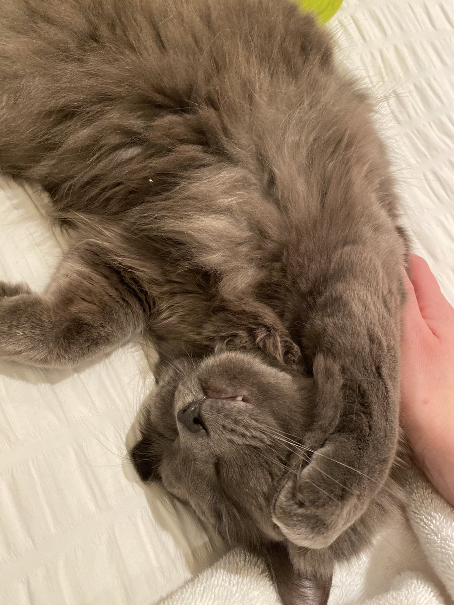 merlin_imaKITTY's tweet photo. !!!!! !! there was a LOWD vakume todae !!  i hided , was scaered! !! wells it es gone now . .. i forgor already https://t.co/RMua2y9nOD