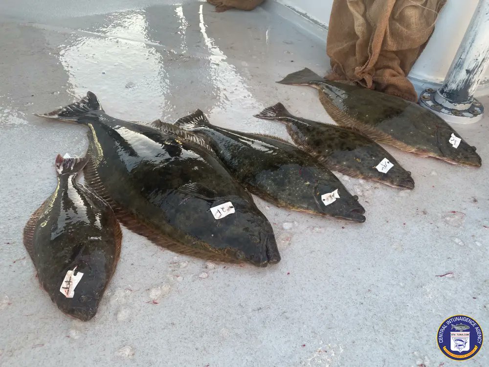 976tuna's tweet photo. Native Sun Derby Day 1 Wed Jan 15, 2025 https://t.co/01outPrzQ7 #nativesun #sanpedro22ndstreetsportfishing #halibut #fish #fishing #fishingtrip #oceanfishing #socalfishing #fishingtrip #goodtimes #livebait #saltlife #saltwater #tasty #thetugisthedrug https://t.co/k88KPQ9P2h