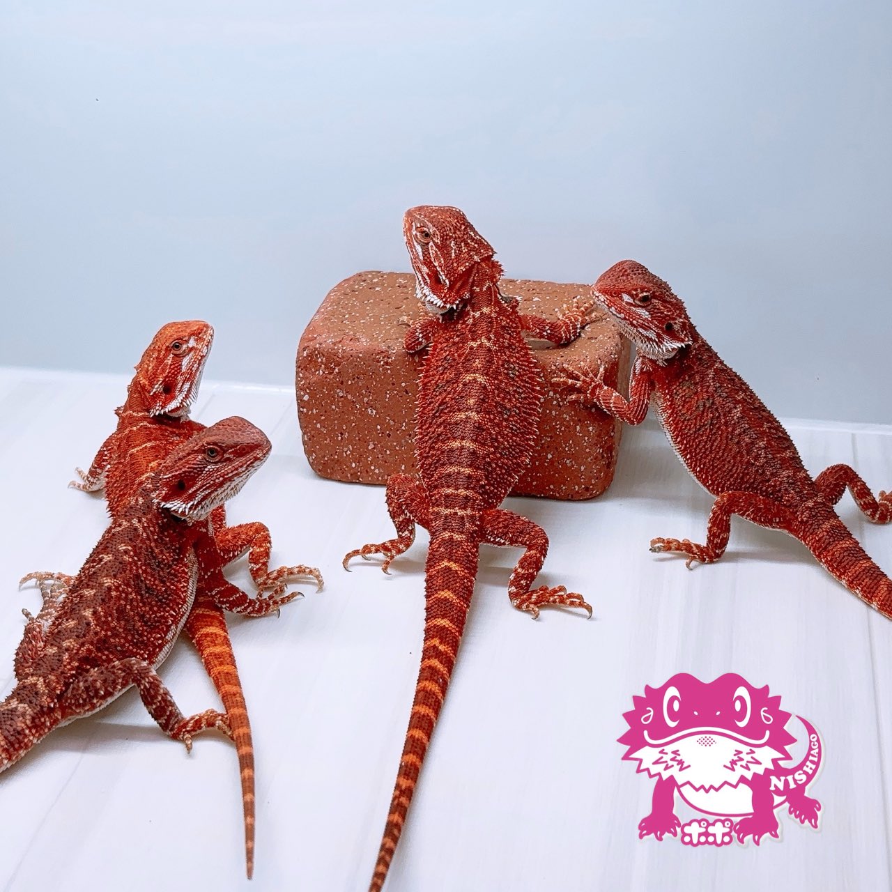 ポポのケージ