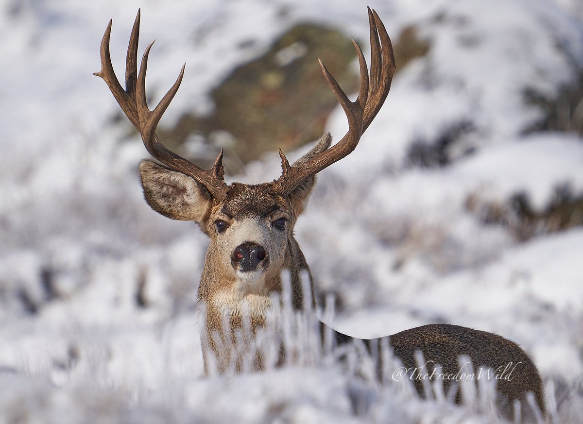 TheFreedomWild's tweet image. Anyone on here still interested in wildlife? 🦌 📷 #getclose #wildlife #wildlifephotography #Imback