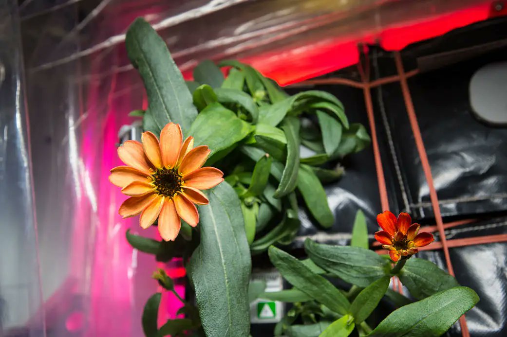 perthobs's tweet photo. #ThisDayInSpace: On this day in 2016 we saw the first ever flower grown in space - a zinnia aboard the International Space Station using NASA's Veggie system.
#NASA #Space @Space_Station #SpaceFlower https://t.co/gm7dpnD1fN