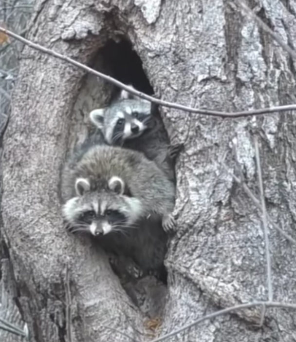 NHCART's tweet photo. Raccoon hunters used a device to call this mother and her kits out of their tree den to shoot them. Who kills a mother and her babies for fun? These hunters are all sadists!
#Raccoon #TheConservationLie #ProtectWildlife
#CompassionOverKilling #Coexist https://t.co/ip9d1rSoyE