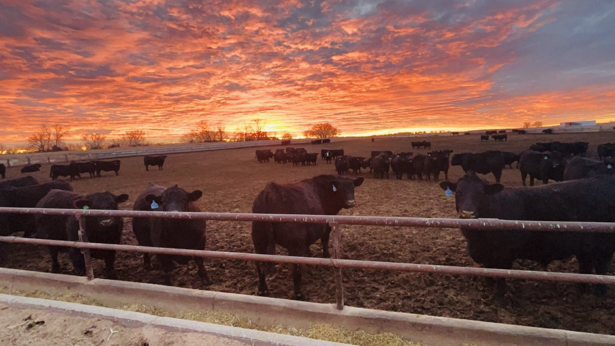 thesteerman's tweet image. Even prettier than the sunset are dry pens and cattle carrying no tag