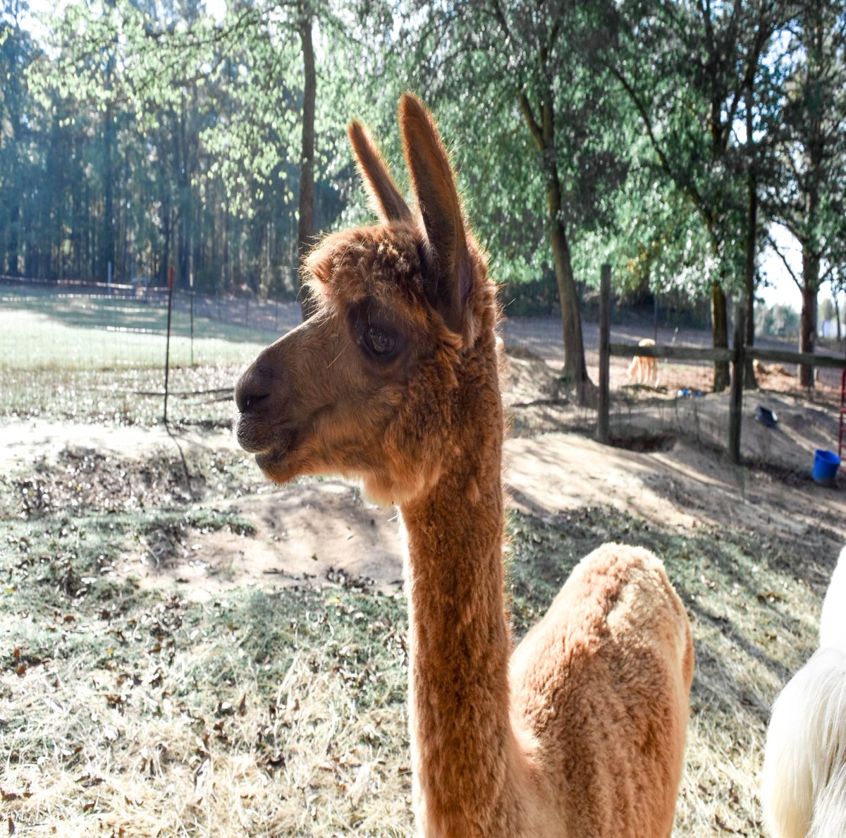 #didyouknow...Alpacas are one of the 4 members of the Camelid family that do not have humps like their cousins the camel?  Tag a person who loves random knowledge.  #humpday #jeopardyquestion #cppastures #scfarmfun #farmfieldtrips #outdoorfun #meettheherd