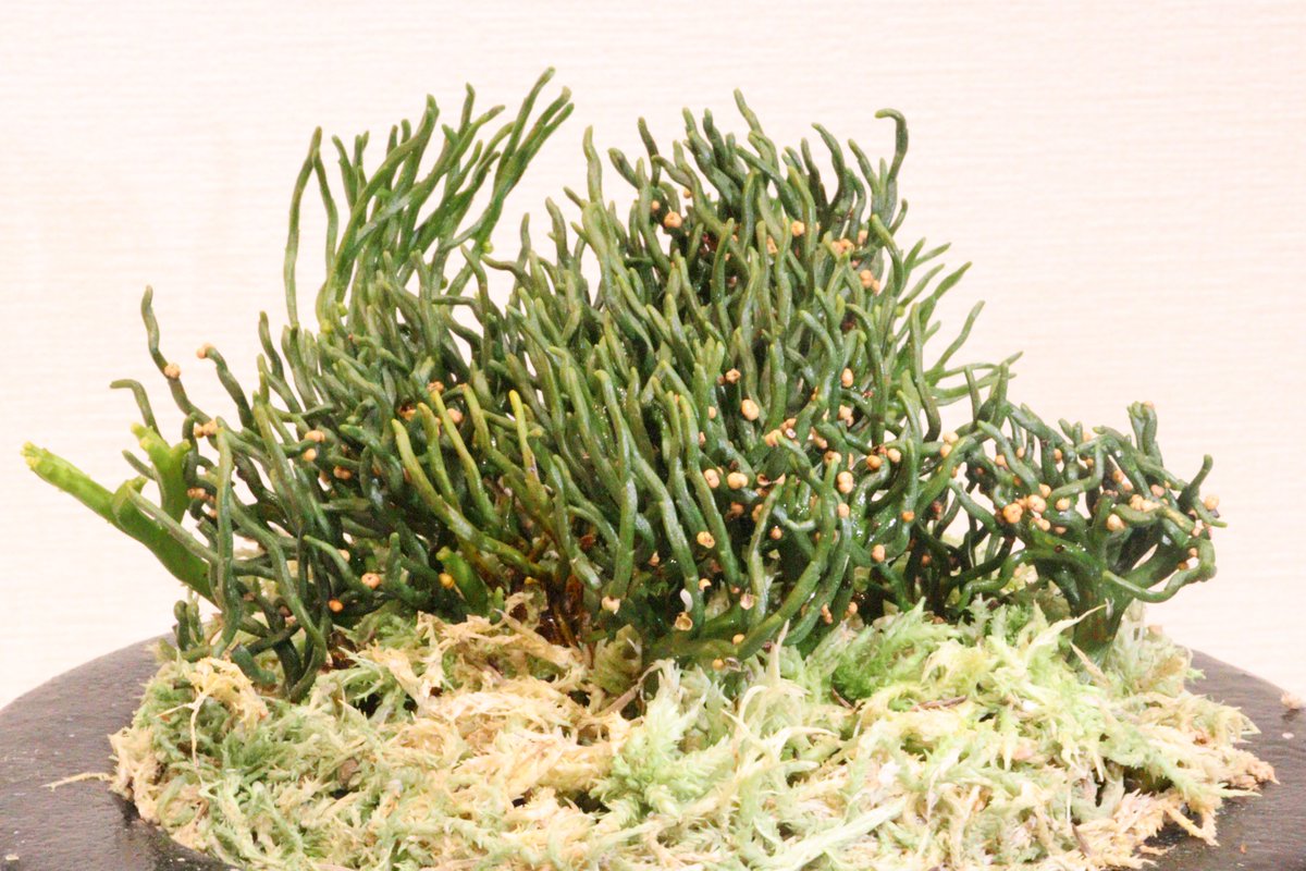 太平楽　シダ植物　松葉蘭　観葉植物　園芸　古典植物　珍奇植物　伝統　マツバラン 古典園芸植物：松葉蘭（マツバラン）「八重麒麟」*まつばらん | 古典
