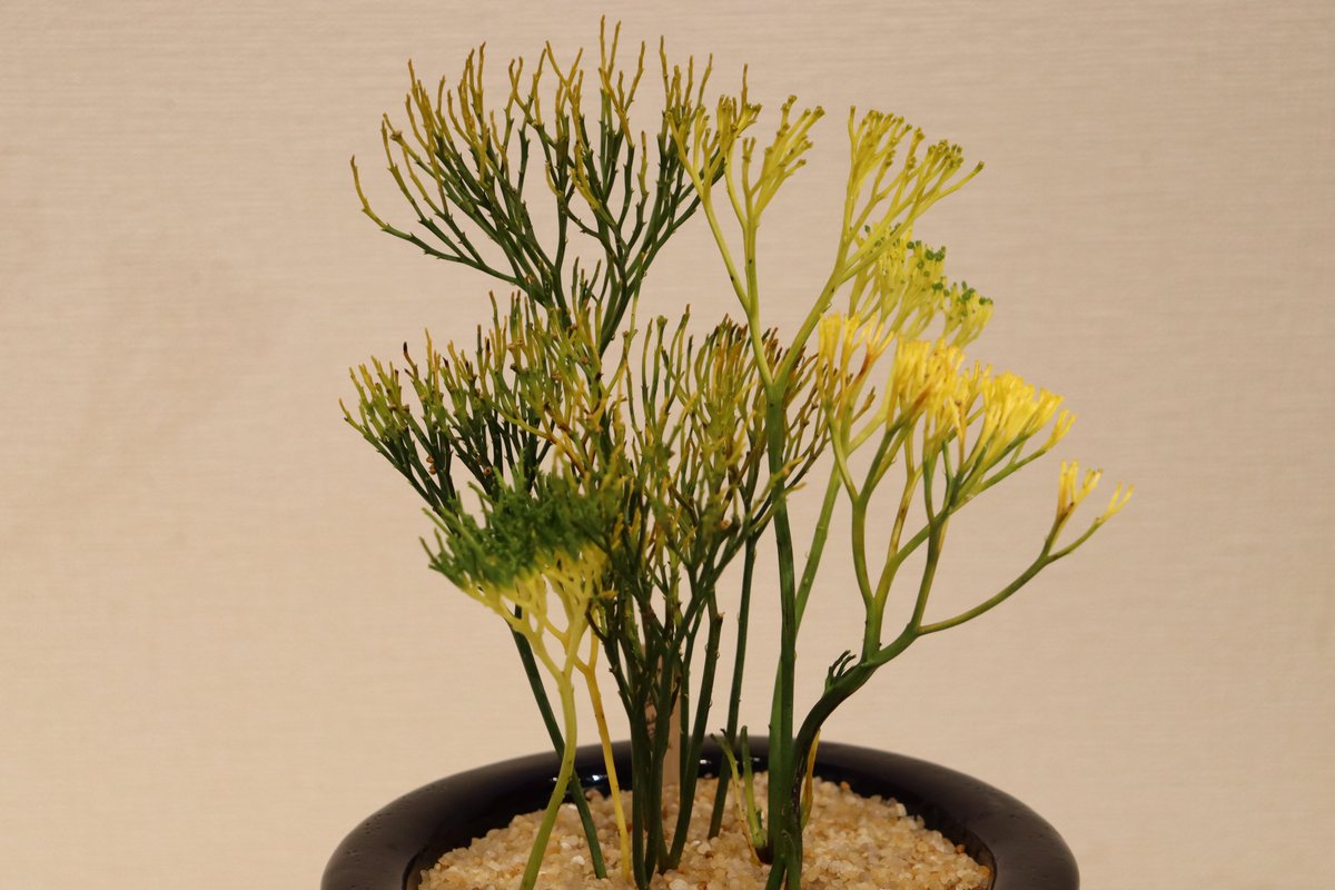 青龍角 松葉蘭 シダ植物 珍奇植物 園芸 古典植物 太軸 矮性 インテリア