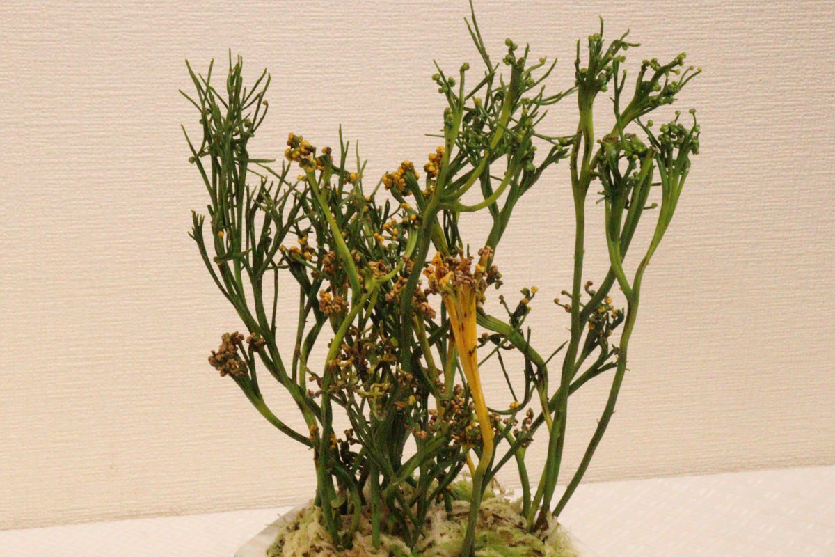 マツバランは根も葉もないシダ植物です。その独特の容姿が江戸時代に