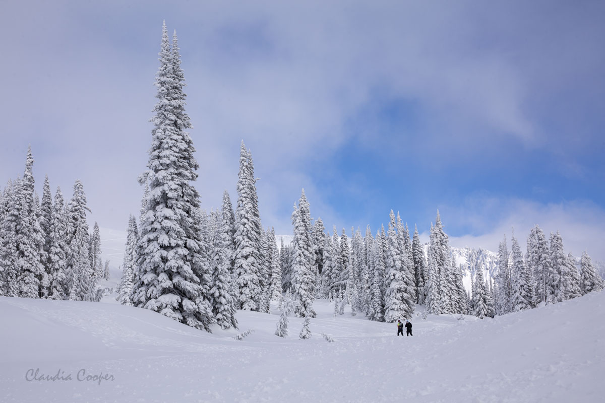 claud26point2's tweet photo. Winter wonderland #WINTER #landscapephotography #mountain #NorthWest #nationalpark https://t.co/qhUX9yv9GL