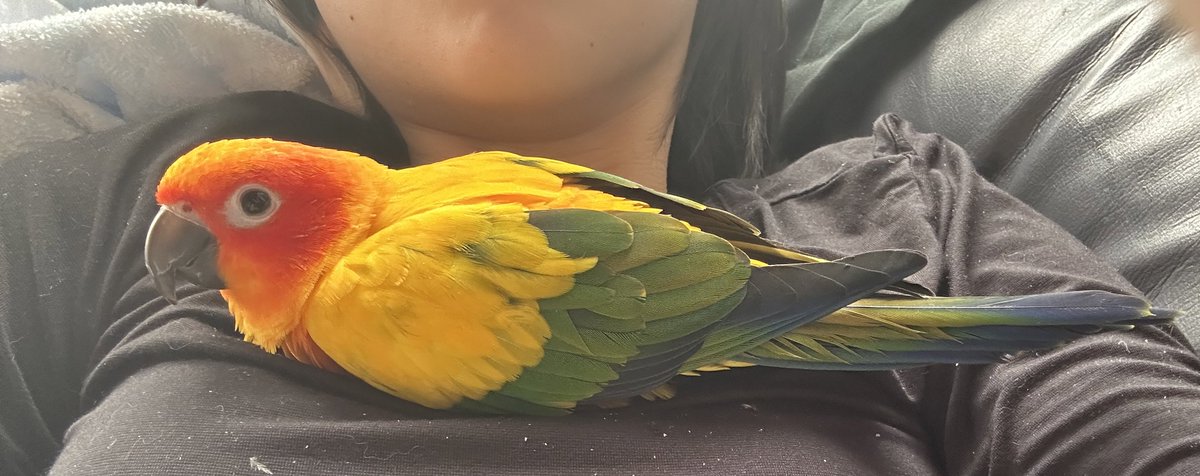 胸の上で完全に寛いでらっしゃる