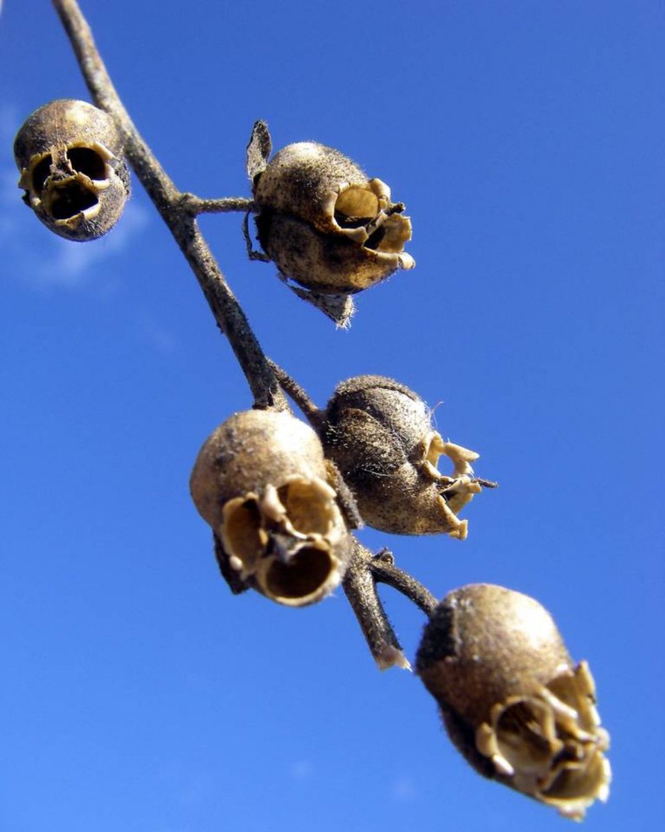 Snapdragons bloom beautifully, but when they die, their seed pods turn into tiny skulls. Squeeze one, and it opens its “mouth!” Creepy or cool? 🌸💀 #SnapdragonFlowers #NatureIsWeird #RatedRed