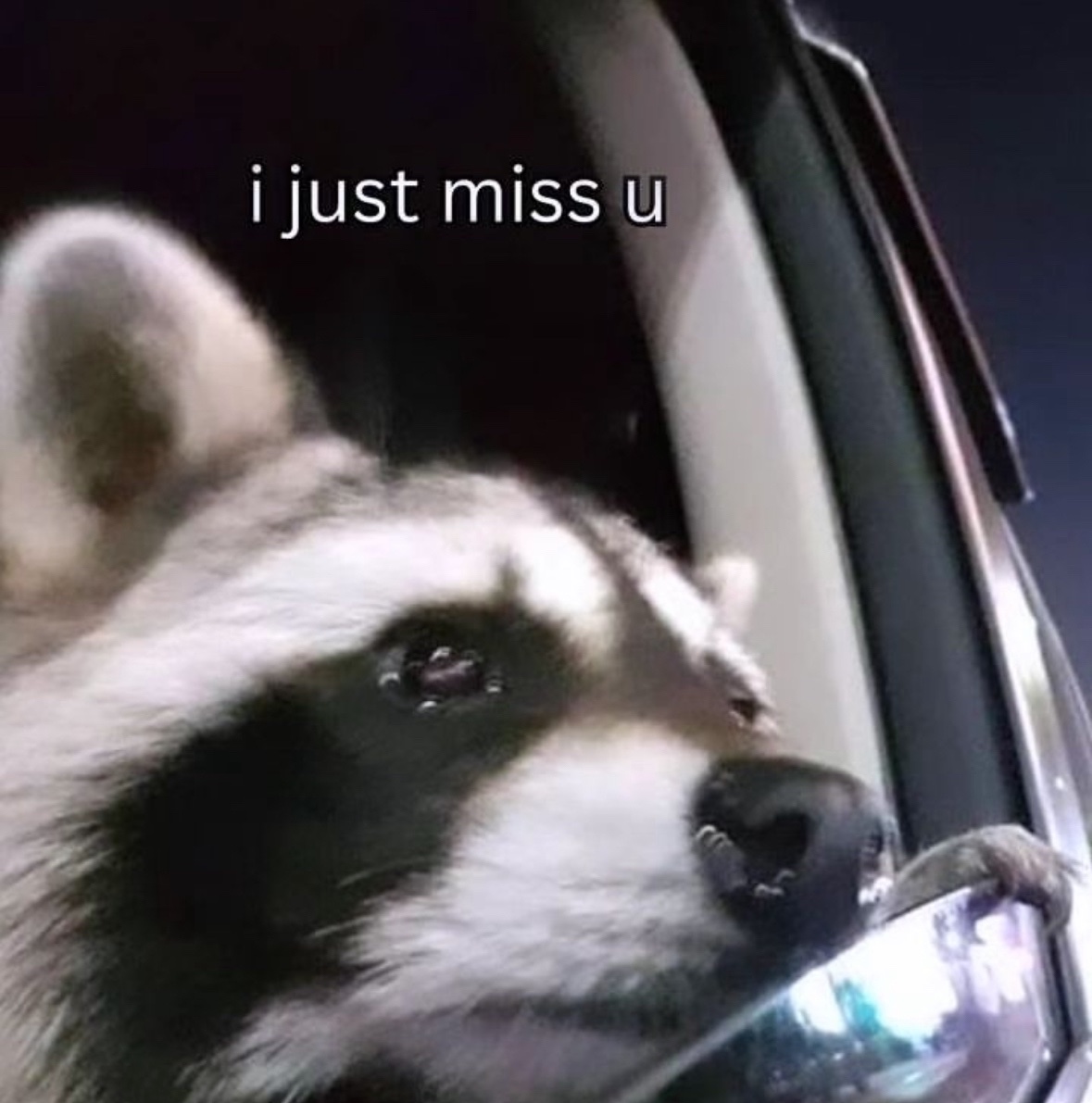 raccoon aesthetic. (@raccoonesthetic) on Twitter photo 