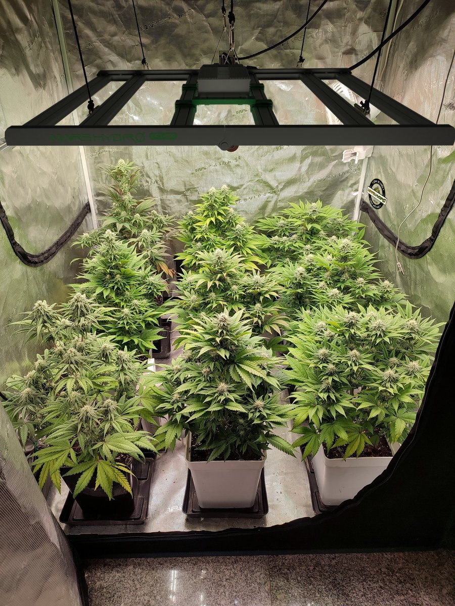 Coco_Pan2022's tweet image. #fce4800 480Watt Start the Year Right: Give Your Plants the Light They Deserve!"#ledgrowlight

amazon.com/dp/B08Q3B22X7?…
