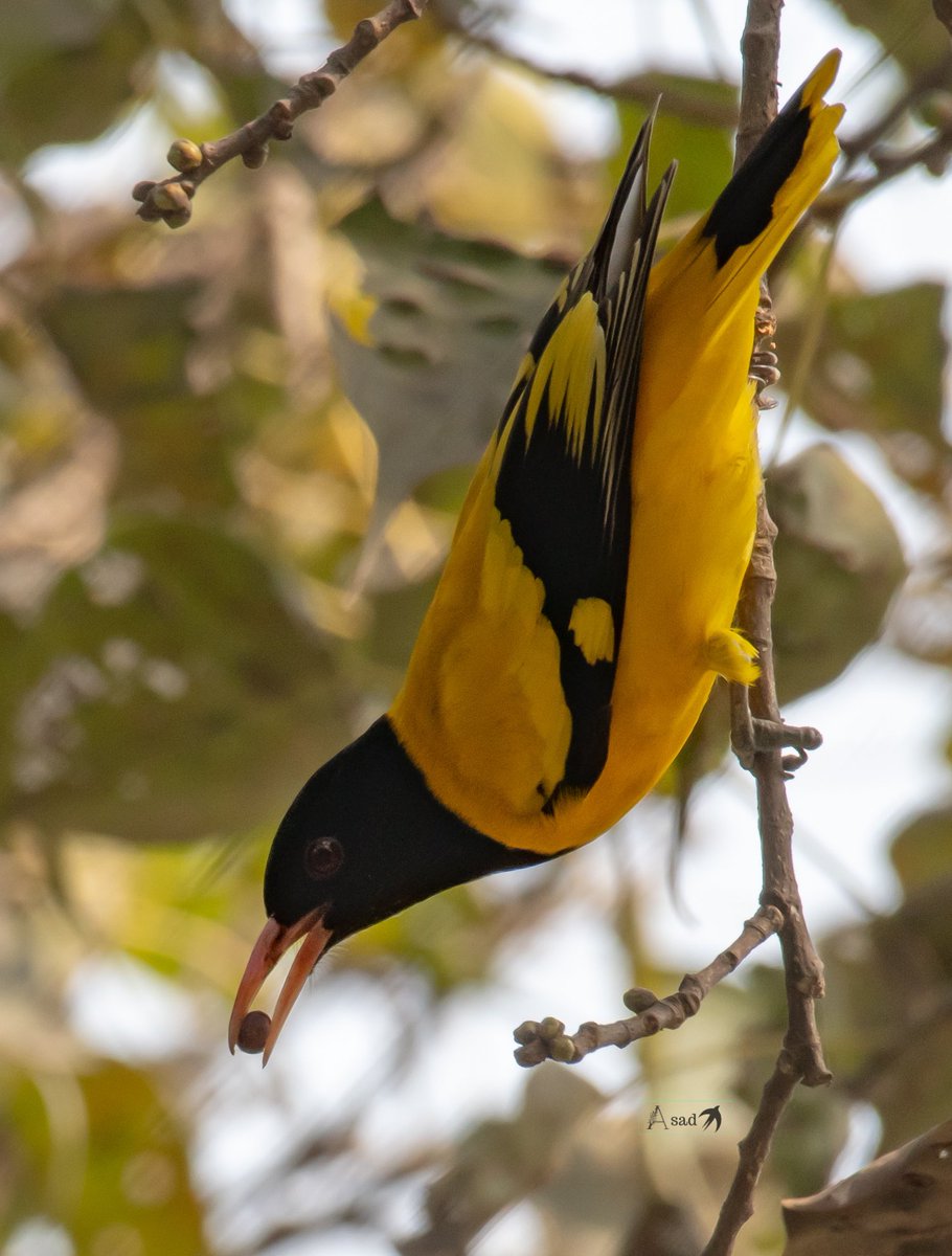 HumayoonAsad's tweet image. Black hooded oriole feasting on peepal figs!
#IndiAves #birdphotography #birdwatching #birding