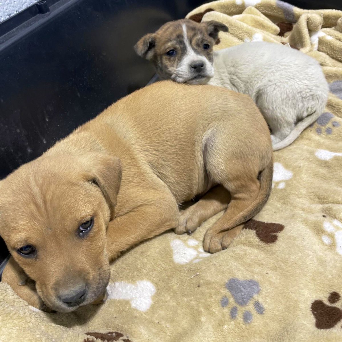 Amber, Belle & Kingston 🐾 tweet media