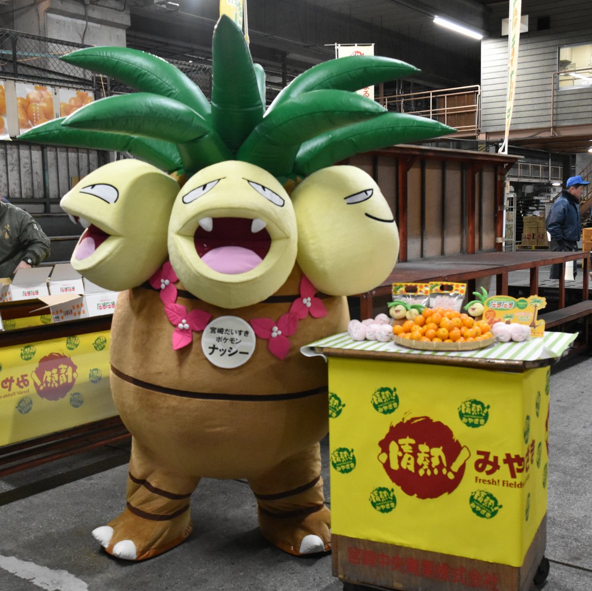 本日の完熟きんかん『たまたま』解禁PR会場に宮崎だいすきポケモンの「ナッシー」が来てくれました🌴✨

今年も、完熟きんかん『たまたま』とナッシーの進化前の姿『タマタマ』のオリジナルパックでの販売を行います！！

県内の量販店や空港の売店等でチェックしてみてください♪