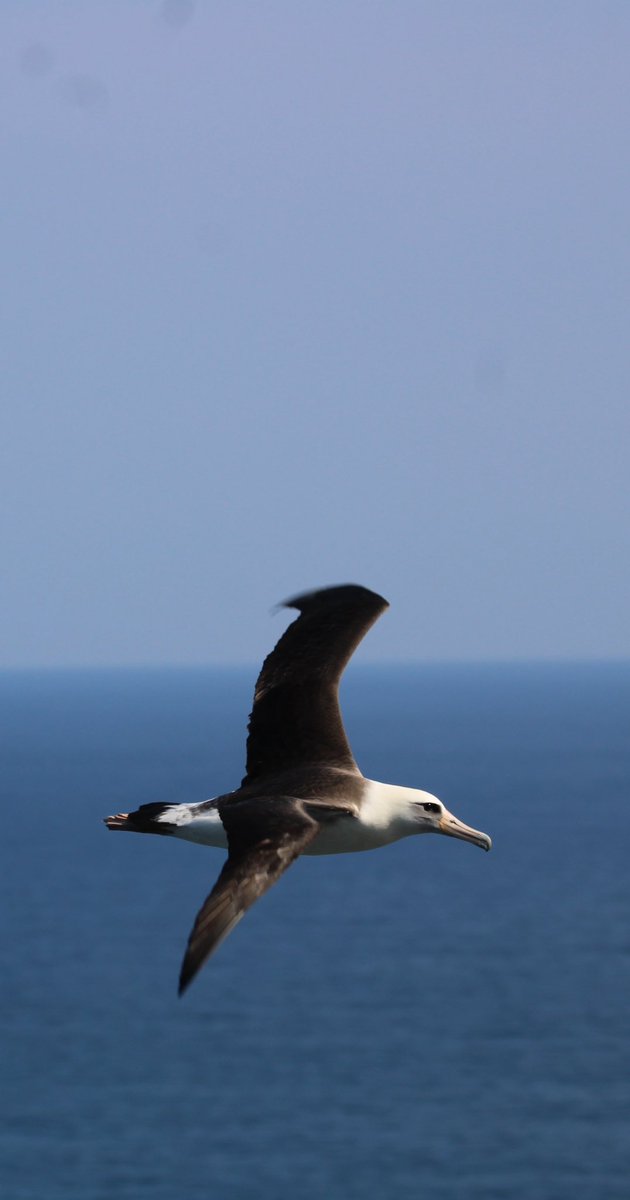 bmiles33's tweet photo. Had the pleasure of birding with @KauaiAlbatross and others in Hawaii seeing many great birds, wildlife, flora, and more! #hawaii #birding #albatross #redfootedbooby #redcrestedcardinal https://t.co/2K5rcCHLwF