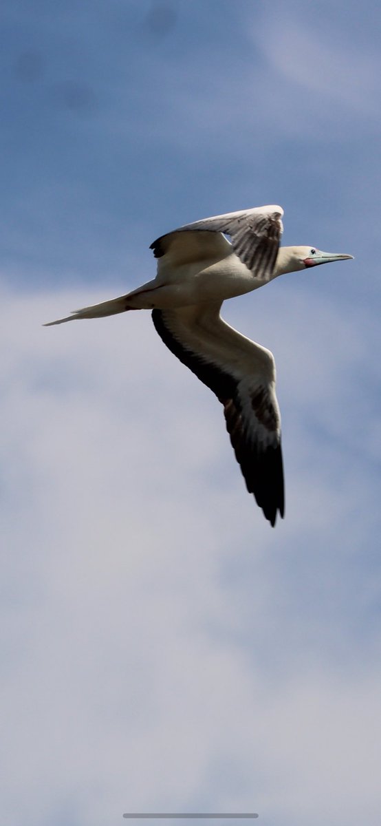 bmiles33's tweet photo. Had the pleasure of birding with @KauaiAlbatross and others in Hawaii seeing many great birds, wildlife, flora, and more! #hawaii #birding #albatross #redfootedbooby #redcrestedcardinal https://t.co/2K5rcCHLwF