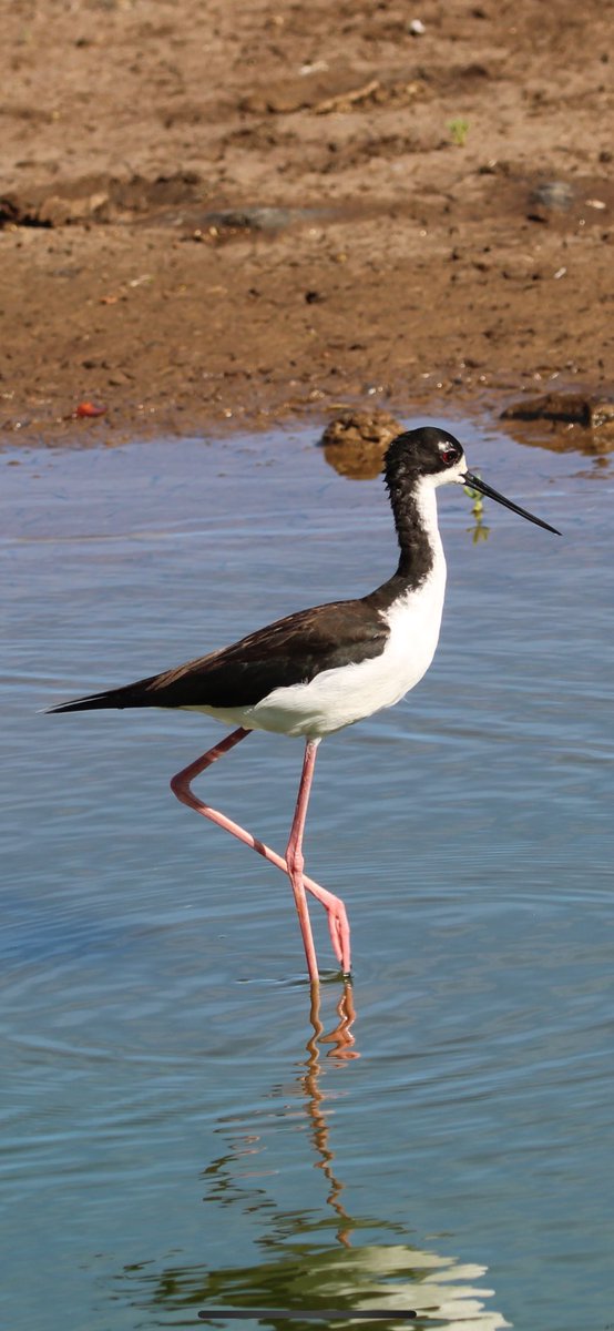 bmiles33's tweet photo. Had the pleasure of birding with @KauaiAlbatross and others in Hawaii seeing many great birds, wildlife, flora, and more! #hawaii #birding #albatross #redfootedbooby #redcrestedcardinal https://t.co/2K5rcCHLwF