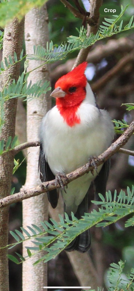 bmiles33's tweet photo. Had the pleasure of birding with @KauaiAlbatross and others in Hawaii seeing many great birds, wildlife, flora, and more! #hawaii #birding #albatross #redfootedbooby #redcrestedcardinal https://t.co/2K5rcCHLwF