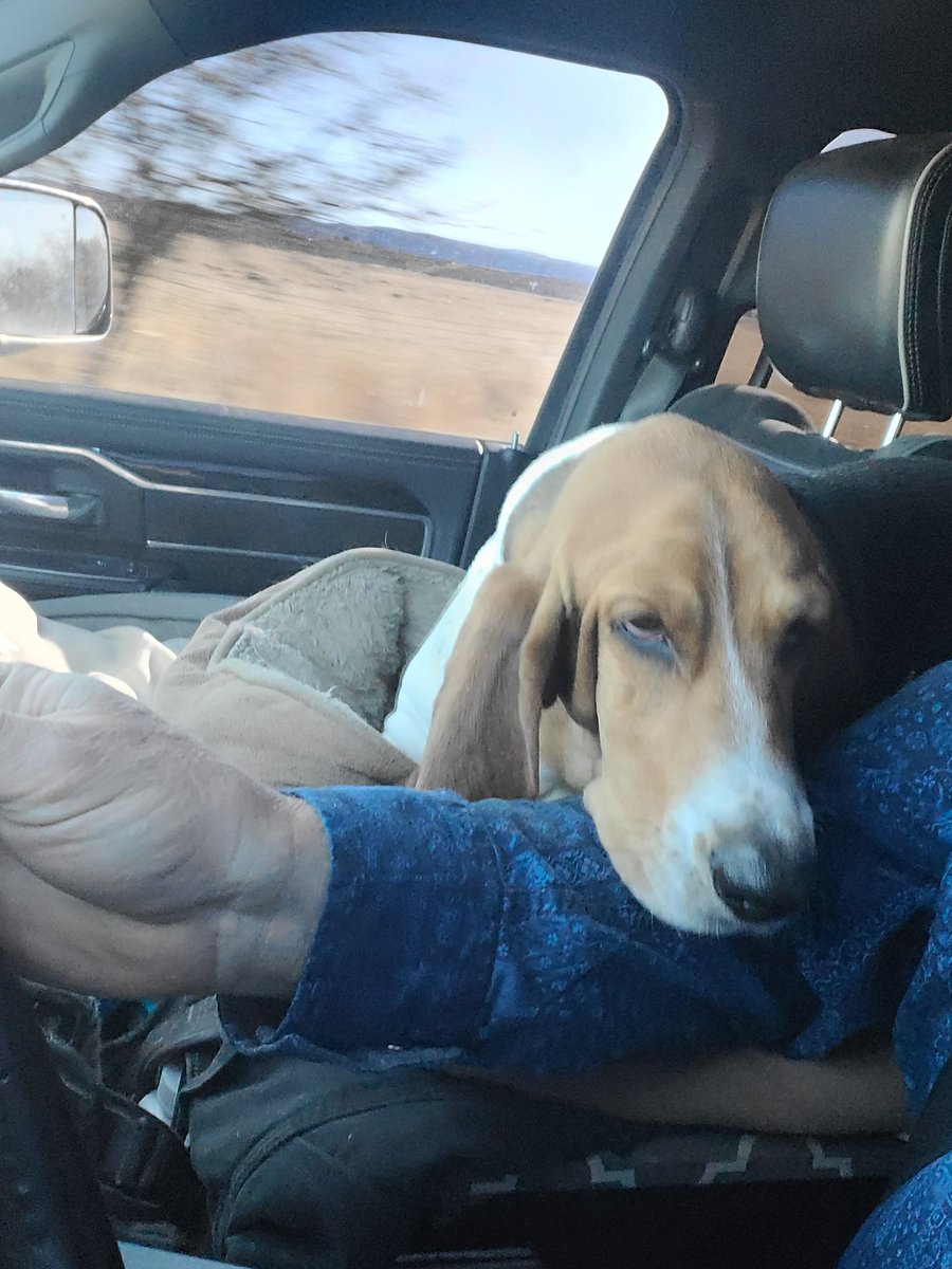 kingtodd's tweet image. Clementine's favorite spot in the truck- right against Pops. Even though her seat is so much more comfortable.