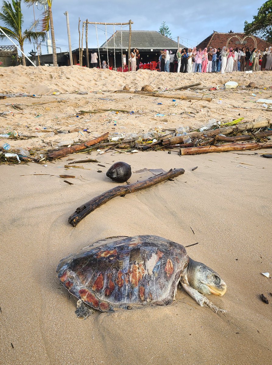 gallagher_photo's tweet photo. Tourists queue up to take photos of the sunset in Bali, seemingly ignoring the plastic waste and dead turtles around them. Says a lot about our collective attitude to global environmental problems at the moment 📸 https://t.co/fCPNegFeV1 https://t.co/lB7l0kseV1