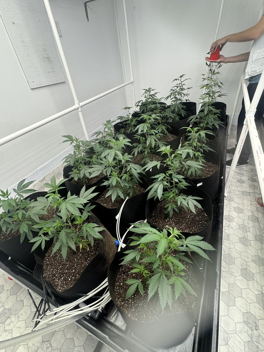 fivepointsfarm_'s tweet photo. Tester room..
First full organic run.. the plan is to do water and tea only https://t.co/HVLRjjmaYV