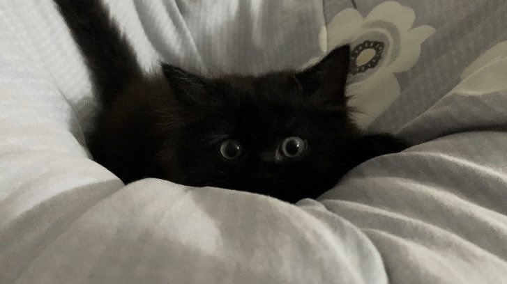 Black cats are not bad luck tweet media