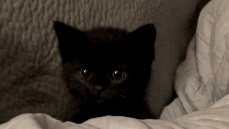 Black cats are not bad luck tweet media