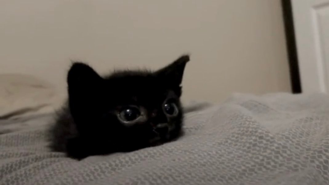 Black cats are not bad luck tweet media