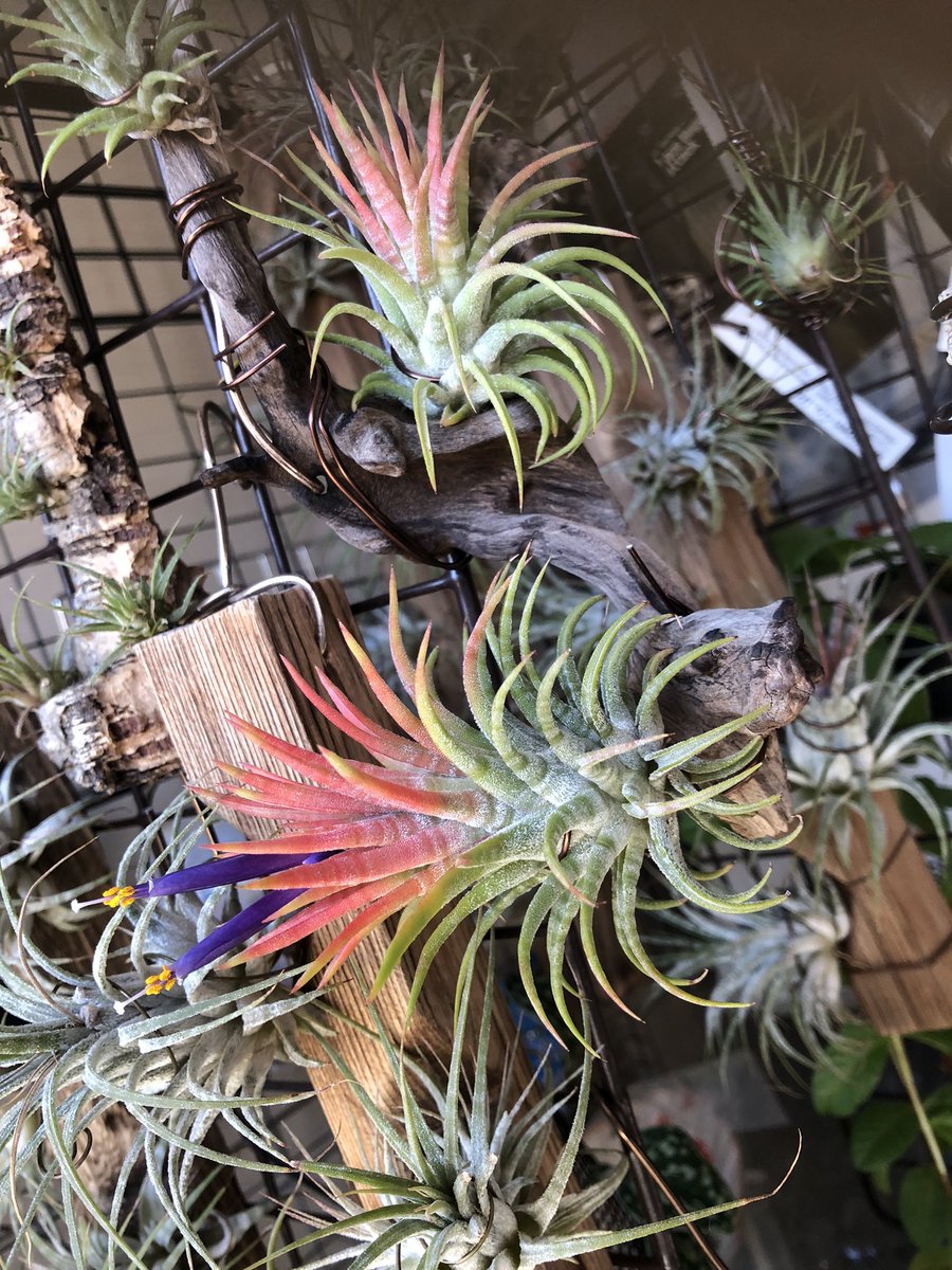 イオナンタ メキシカンゼブラ　子株　エアープランツ　チランジア チランジア・イオナンタ・ゼブリナ Tillandsia ionantha 'Zebrina