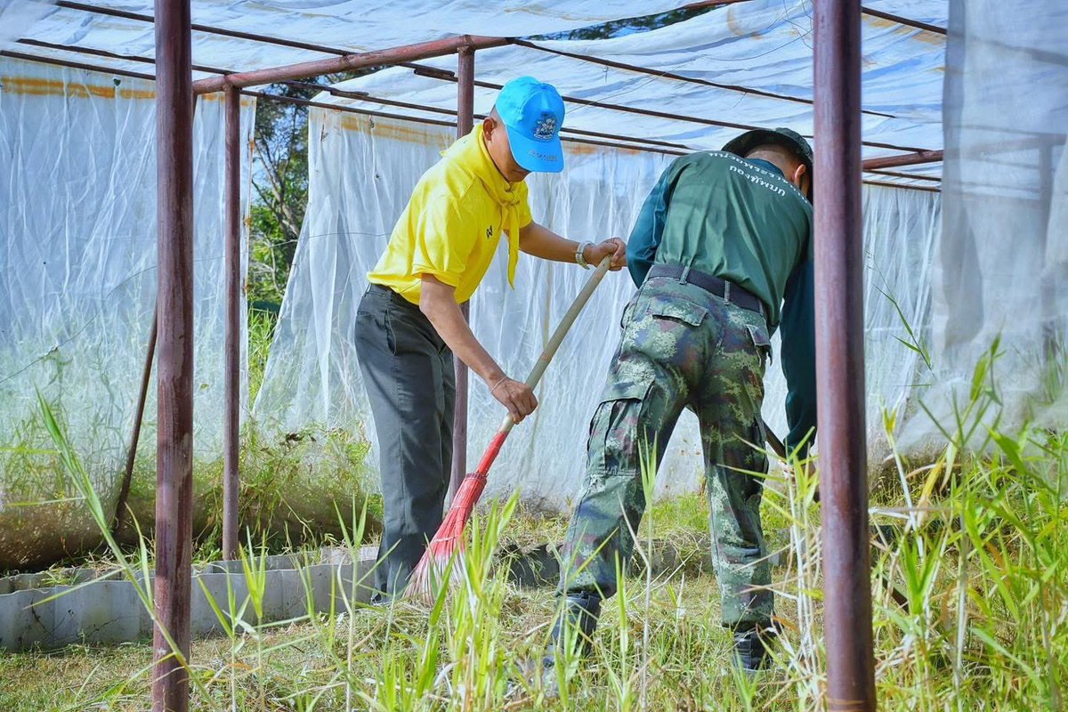 armypr_news's tweet photo. 💛จิตอาสาพัฒนาชุมชน ถวายเป็นพระราชกุศล

#กรมทหารราบที่23 จัดกำลังพลจิตอาสา ดำเนินกิจกรรมจิตอาสาบำเพ็ญสาธารณประโยชน์ "เราทำความ ดี ด้วยหัวใจ" เนื่องในโอกาสพระราชพิธีสมมงคลพระบาทสมเด็จพระเจ้าอยู่หัว ทรงเจริญพระชนมายุ 26,469 วัน เท่าพระบาทสมเด็จพระพุทธยอดฟ้าจุฬาโลกมหาราช (รัชกาลที่ 1) สมเด็จพระปฐมบรมกษัตริยาธิราชแห่งพระราชวงศ์จักรี พุทธศักราช 2568 วันที่ 14 มกราคม 2568 ในการพัฒนาปรับปรุงภูมิทัศน์แหล่งการเรียนรู้ภายในชุมชน เพื่อเฉลิมพระเกียรติและถวายเป็นพระราชกุศล ณ ค่ายสุรธรรมพิทักษ์ อ.เมือง จ.นครราชสีมา

#RTA  #กองทัพบก  #กองทัพภาคที่2 #ทหารเป็นที่พึ่งของประชาชนในทุกโอกาส
