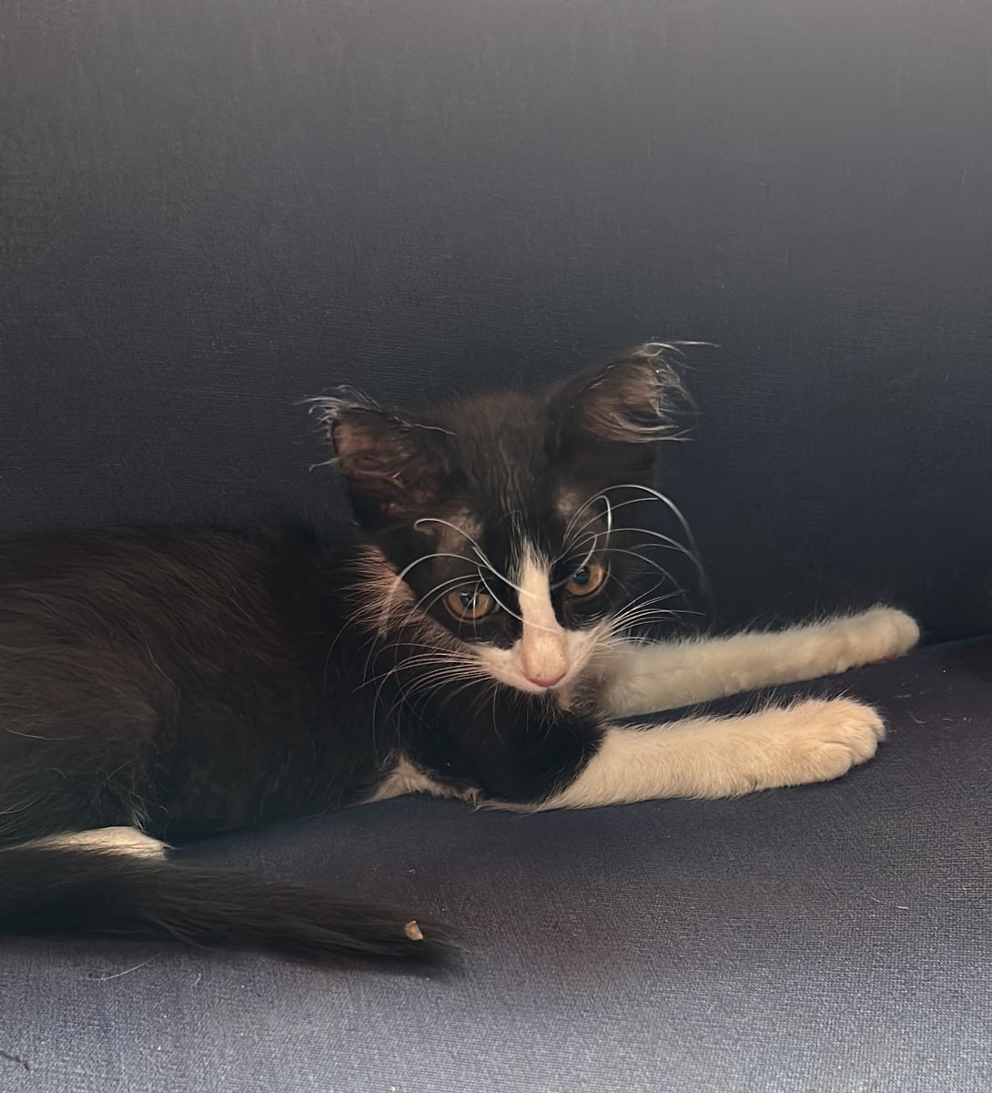 diana_sotto903's tweet photo. Saliendo un poco del chisme de Eugenia
Les comparto estos hermosos michis (machos) que estan en adopción! 
Zona  Lambare! Acerco si no es tan lejos ❤️0984992283
Ya estan desparasitados 🤩
(Lastimosamente en mi cuadra tiran michis todas las semanas y no puedo adoptarlos a todos) https://t.co/ZXqqADOB68