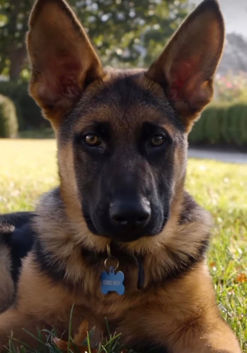 TheOvalPawffice's tweet image. 🐾 Just to clarify: we’re not going anywhere on Jan 20. We’ll still meowoof here pawing forward. Meowoooooof!