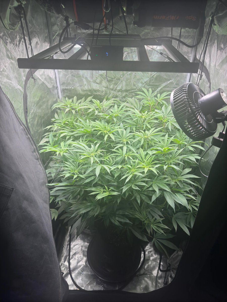 spiderfarmerled's tweet photo. Automatic watering day 20 after flip
https://t.co/jFlGocDvMj
#spiderfarmer #selfwatering #CannabisCommunity https://t.co/LbwAYDlGLa