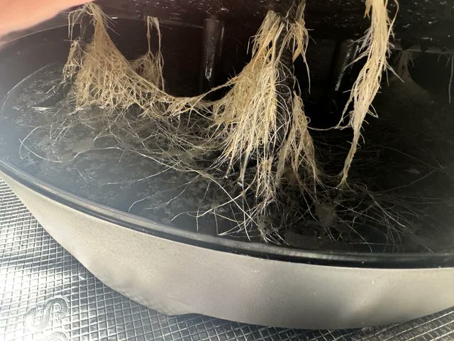 spiderfarmerled's tweet photo. Automatic watering day 20 after flip
https://t.co/jFlGocDvMj
#spiderfarmer #selfwatering #CannabisCommunity https://t.co/LbwAYDlGLa