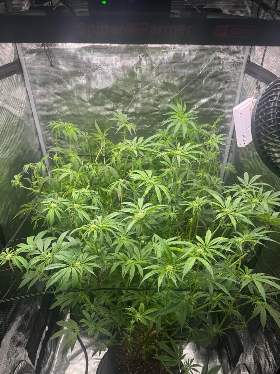 spiderfarmerled's tweet photo. Automatic watering day 20 after flip
https://t.co/jFlGocDvMj
#spiderfarmer #selfwatering #CannabisCommunity https://t.co/LbwAYDlGLa