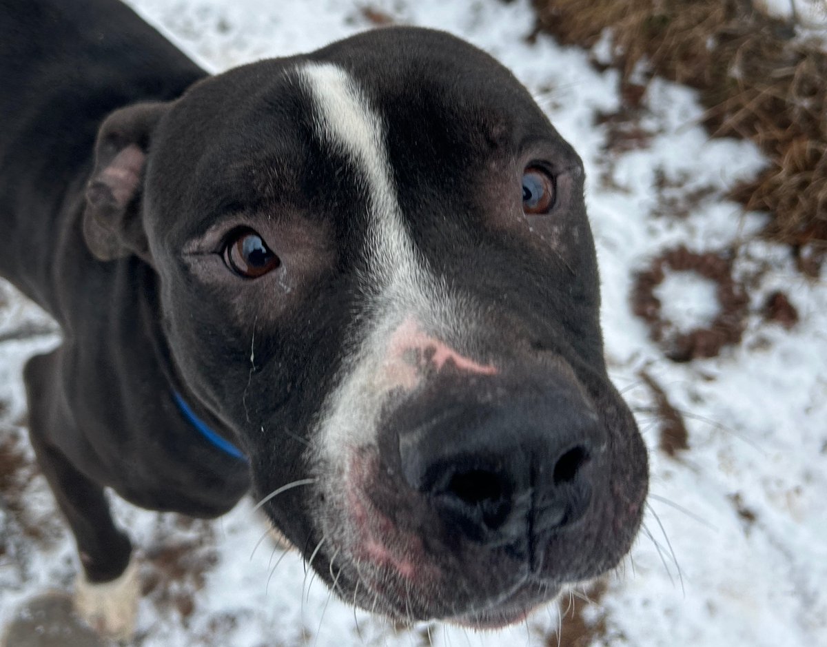 fotnhas's tweet photo. COLBY is a sweet boy who is looking for his new home! He's a 2-year-old Pit Bull Terrier who likes to get affection and enjoys exploring our fenced in dog run. Colby seems to get along with other dogs and has not been cat tested.

Petfinder Link: https://t.co/couIIYwIL4 https://t.co/aVfyseIu3F