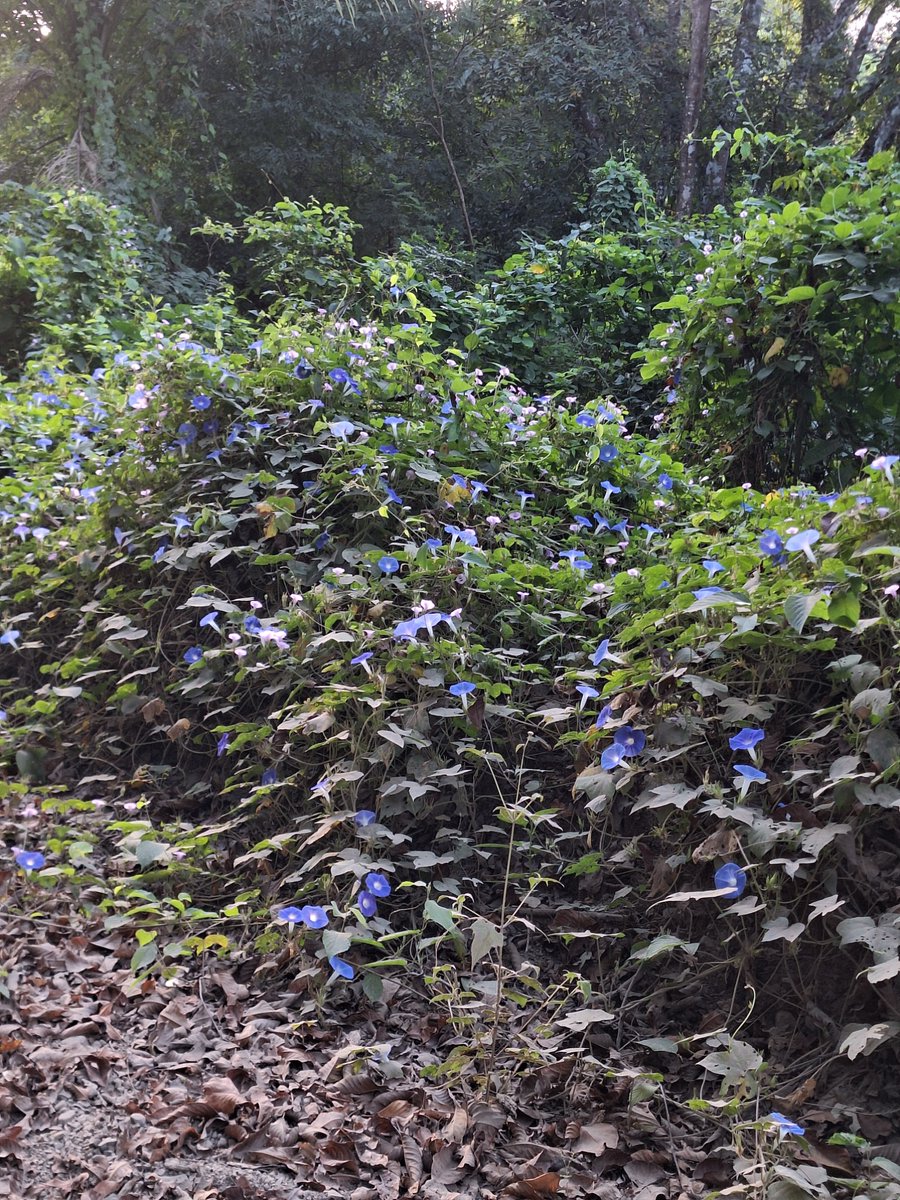 CUBERRY ✨ tweet media