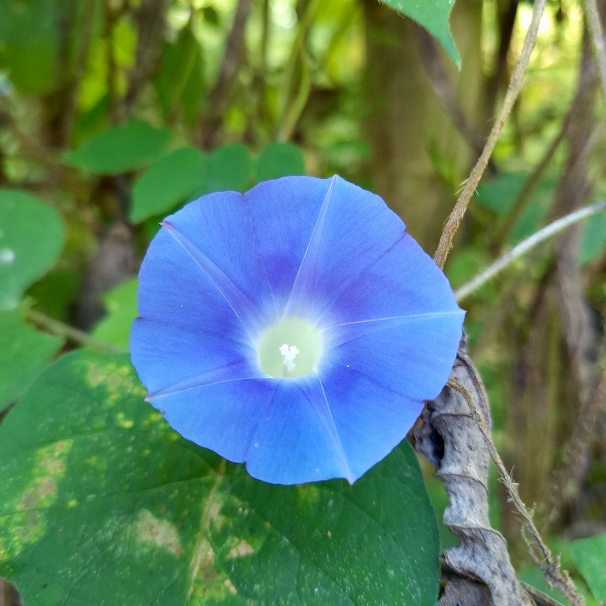 CUBERRY ✨ tweet media