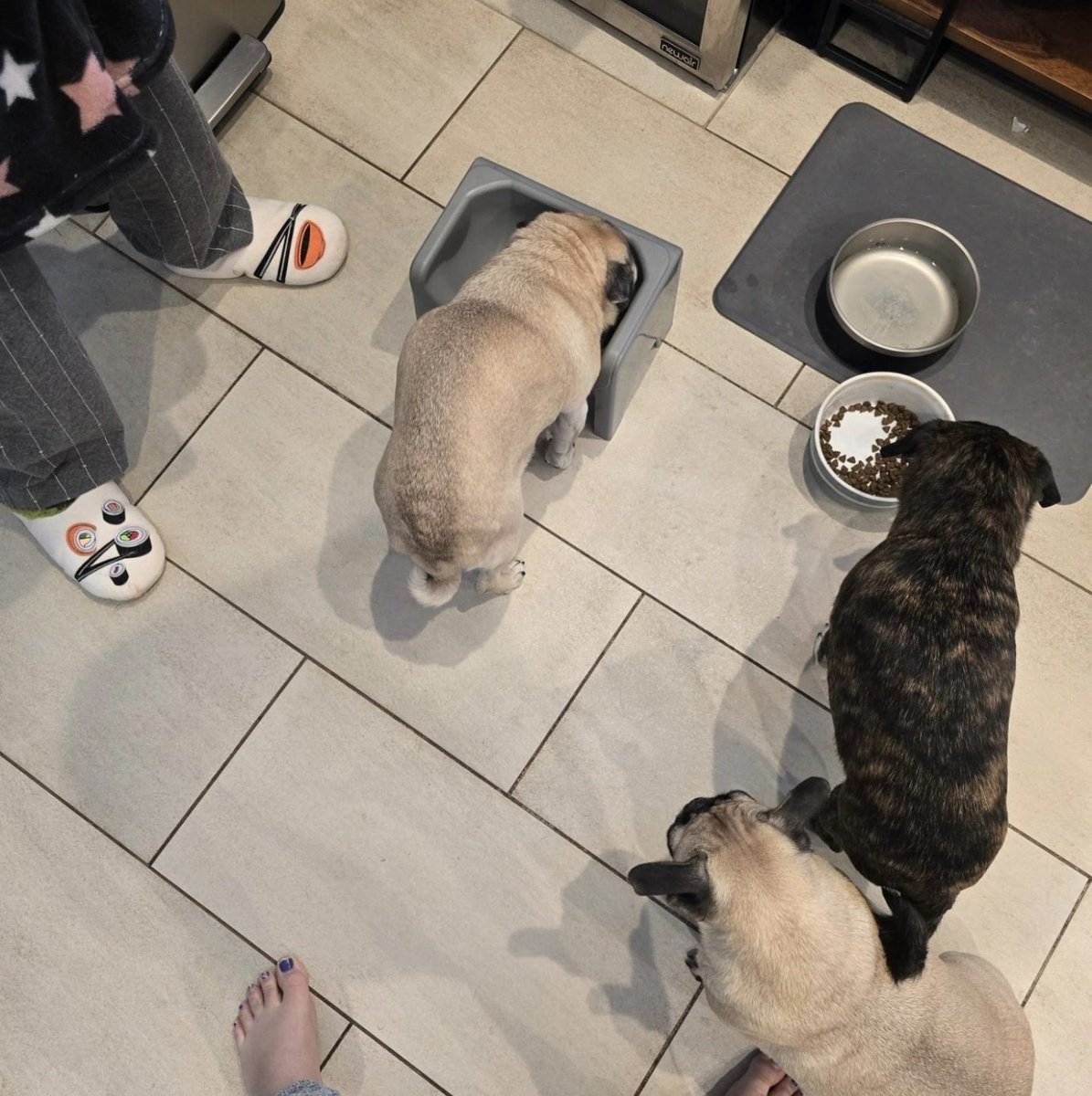 We're all waiting for Rosy to finish her dinner but for different reasons. The humans to protect &amp; the pugs to steal. #rosyposy #monkadoodledoo #pikapug