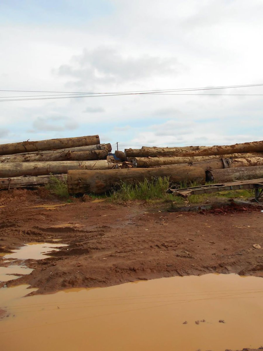 AbiluTangwa's tweet image. Please be the first amongst the thousands to like, comment and  repost this message if you believe that our remaining forest in the Amazon and in the Congo basin must be protected for climate action and environmental sustainability. No to deforestation and ecocide.