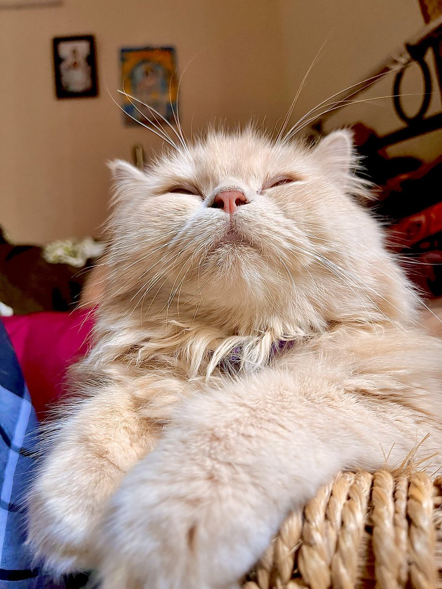 pragash_design's tweet image. Guess what he thinks ❤️ #luckydmeow